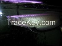 Silver Arowana fishes for sale. different sizes available