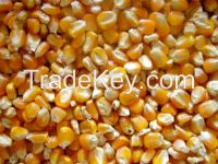 Yellow maize/corn