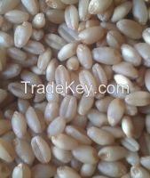 wheat