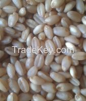 wheat(grain)