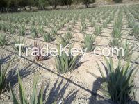 https://www.tradekey.com/product_view/Aloe-Vera-Leaves-7430661.html