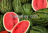 https://es.tradekey.com/product_view/Fresh-Melon-7433991.html
