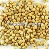 https://ar.tradekey.com/product_view/Corriander-Seed-fennel-Seed-chilli-annatto-Seeds-onion-seeds-7467391.html