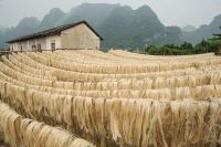 Top Quality Sisal Fibre / Sisal Hemp / Natural UG Grade In Stock