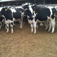 Dairy Cattle / Li...