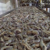 Frozen Crystal Red Shrimp/ Frozen Black Tiger Shrimp At Perfect Quality