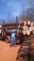 WHITE AND RED OAK LOGS AND LUMBER