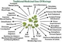 https://fr.tradekey.com/product_view/Moringa-7533673.html