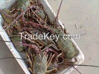 Live Tropical Spiny Lobsters