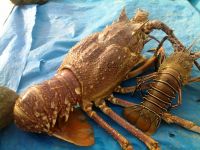 Live Tropical Spiny Lobsters