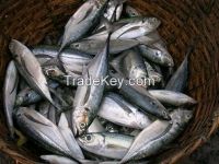 Horse Mackerel