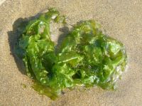 seaweed ulva lactuca sea lettuce  Dried