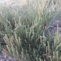 salicornia  asparagus sea salt grass