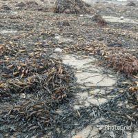 seaweed macrocystis   pyrifera /integrifolia