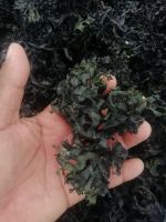 seaweed / irish m...
