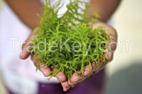 Indonesian Seaweeds