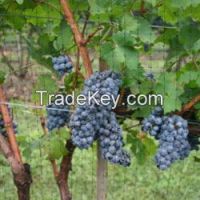 Vineyard Netting