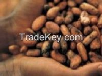 Theobroma cacao - Family Malvaceae - Forastero variety.