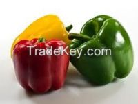 capsicum