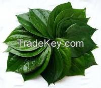 BETEL LEAVES