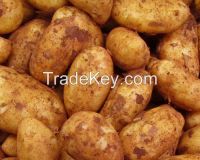 Spunta Potatoes Cyprus