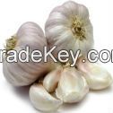 Fresh Garlic 