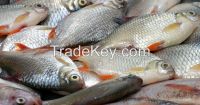 fresh ndian mackerel, sardine, scad, clam Skipjack Tuna whole fish