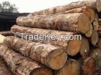 High quality  Best price  timber wood 
