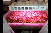 600W led grow lights for veg and flower full spectrum indoor plant growing lights panel hanging light