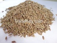 Cumin