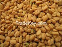 Fenugreek Seed