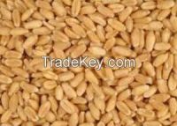 Milling wheat 