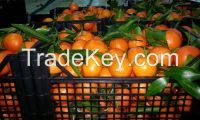 Clementine, Ornge Navel, Lemon Meyer. Cauliflower, Broccoli, Carrot, Cucumber, Pepper, Tomatoes,