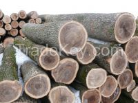 ELM LOGS FROM UKRAINE (Ulmus glabra)