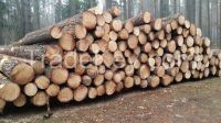 PINE LOGS FROM LITHUANIA (Pinus sylvestris)