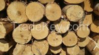 BIRCH LOGS FROM LITHUANIA/LATVIA/BELARUS/UKRAINE (Betula spp)