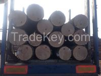 WHITE OAK LOGS FROM LITHUANIA/RUSSIA/UKRAINE (Quercus robur)