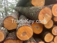 ALDER LOGS FROM LITHUANIA/LATVIA/BELARUS/UKRAINE (Alnus glutinosa)