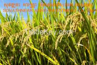 Cambodian Rice for export