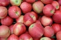 https://fr.tradekey.com/product_view/Fresh-Fuji-Apple-8176872.html