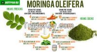 Moringa oleifera  