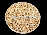 https://fr.tradekey.com/product_view/Barley-7498513.html