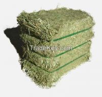 https://ar.tradekey.com/product_view/Alfalfa-Hay-7498517.html