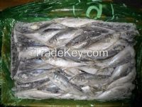 Horse Mackerel