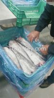 FROZEN HAKE HG and FILLET