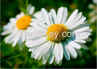 Instant Chrysanthemum Tea Powder