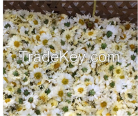 white morifolium wild extract powder dried chrysanthemum flower