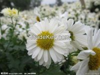 Chinese Hangzhou White Chrysanthemum Extract/liquid extract