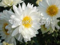 Dried Hangzhou white chrysanthemum flower,White Hangzhou Chrysanthemum,Flos chrysanthemi