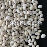 BRAZILIAN 2016  Blanched peanut kernel